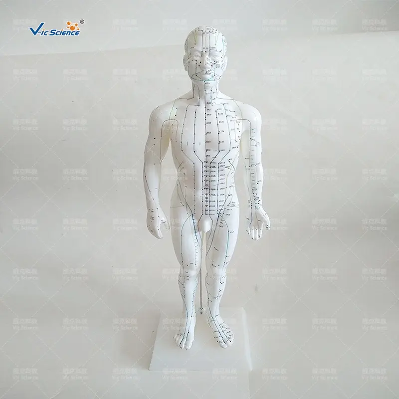 Modelo de ciencia médica de 50cm, cuerpo humano de acupuntura para enseñanza, modelo educativo