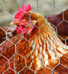 Rete metallica esagonale del pollo del produttore diretto della rete metallica di pollo del PVC verde rivestito rete metallica esagonale con il prezzo di fabbrica - Product Image 5