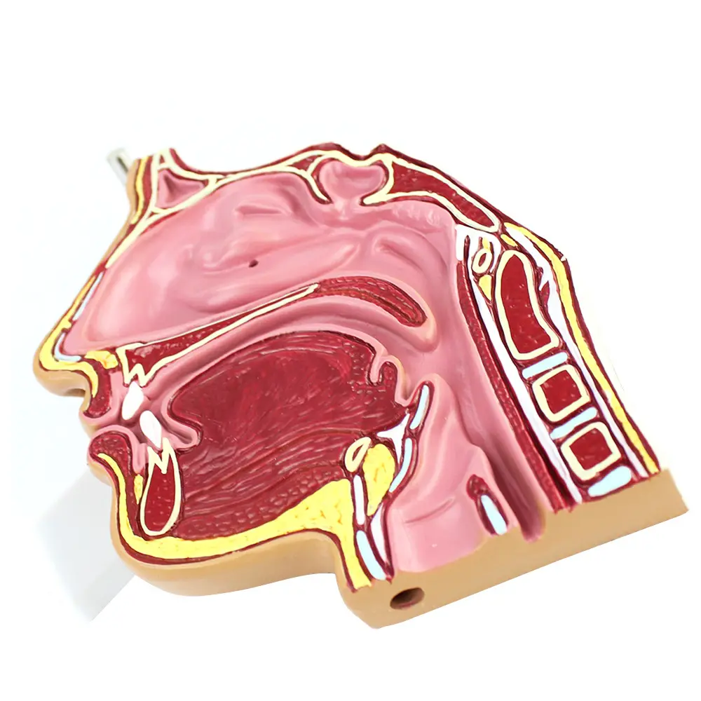 Sciedu Novo Nasal Anatomia Modelo Proteção Ambiental PVC Material Mão Pintura Anatomia Modelo Corpo Humano