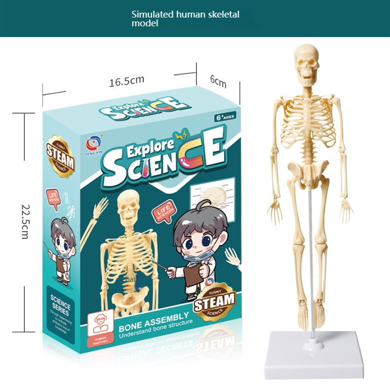 Modèle de squelette du corps entier