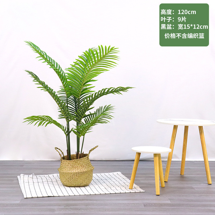 Nuova varietà di palma di areca alta 120 cm