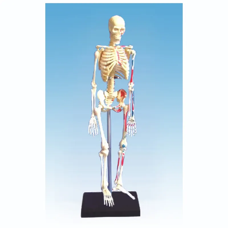 Ciência 20cm o modelo de esqueleto humano com enthesis de músculos ensinando anatomia kit modelo