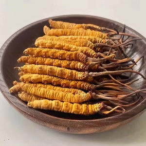 3500 buah semi-wild Cordyceps Sinensis rumput cacing liar setengah ukuran M - Product Image 5