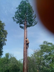 30 mét monopole nhúng nóng mạ kẽm Viễn Thông mast tháp Viễn Thông-Palm-Tree-Tower - Product Image 2