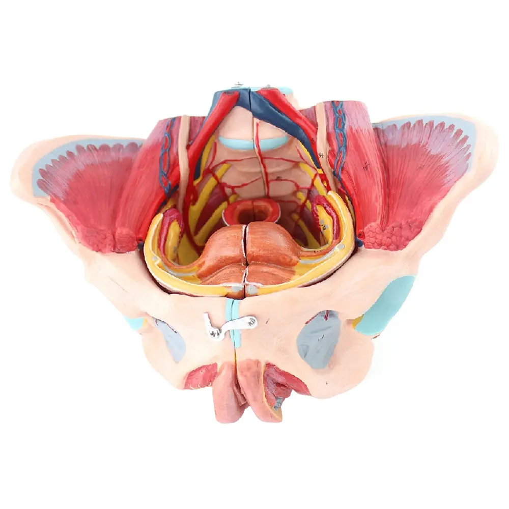 Detachable Medical Model Female Pelvis With Floor Muscle Nerves And Genitals For Education Demonstration and Study