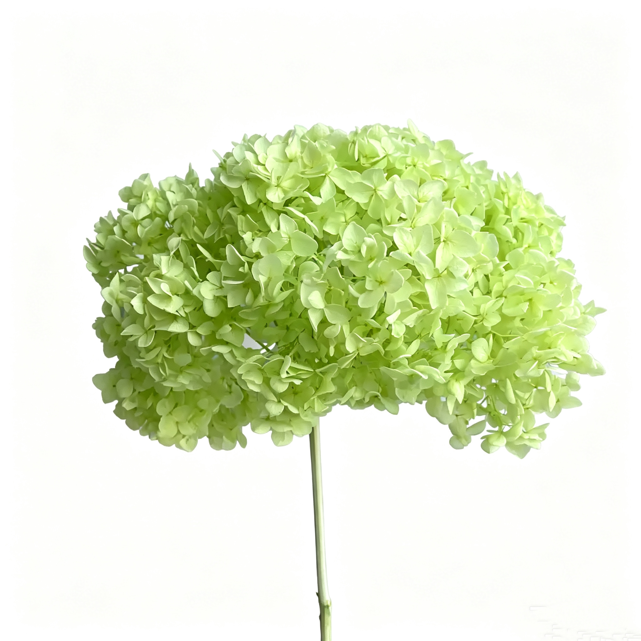 fruit green