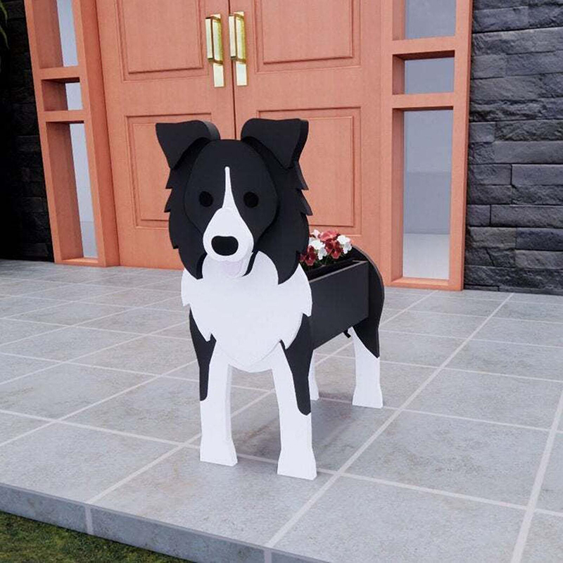 COLLIE fronterizo