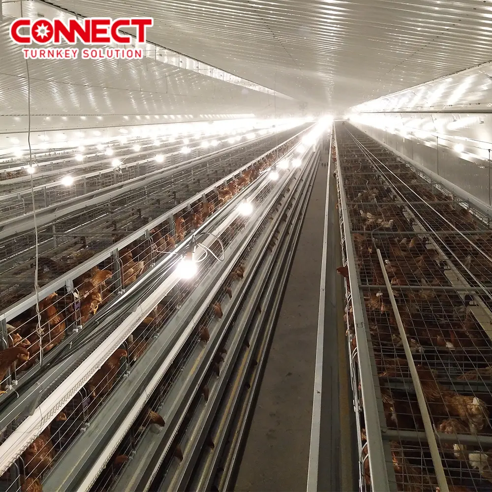 Otomatik tamamen besleme hattı makinesi Fowl yumurta katmanlı pil kanatlı tavuk tabakası için A tipi tavuk kafesleri sistemi büyüyen
