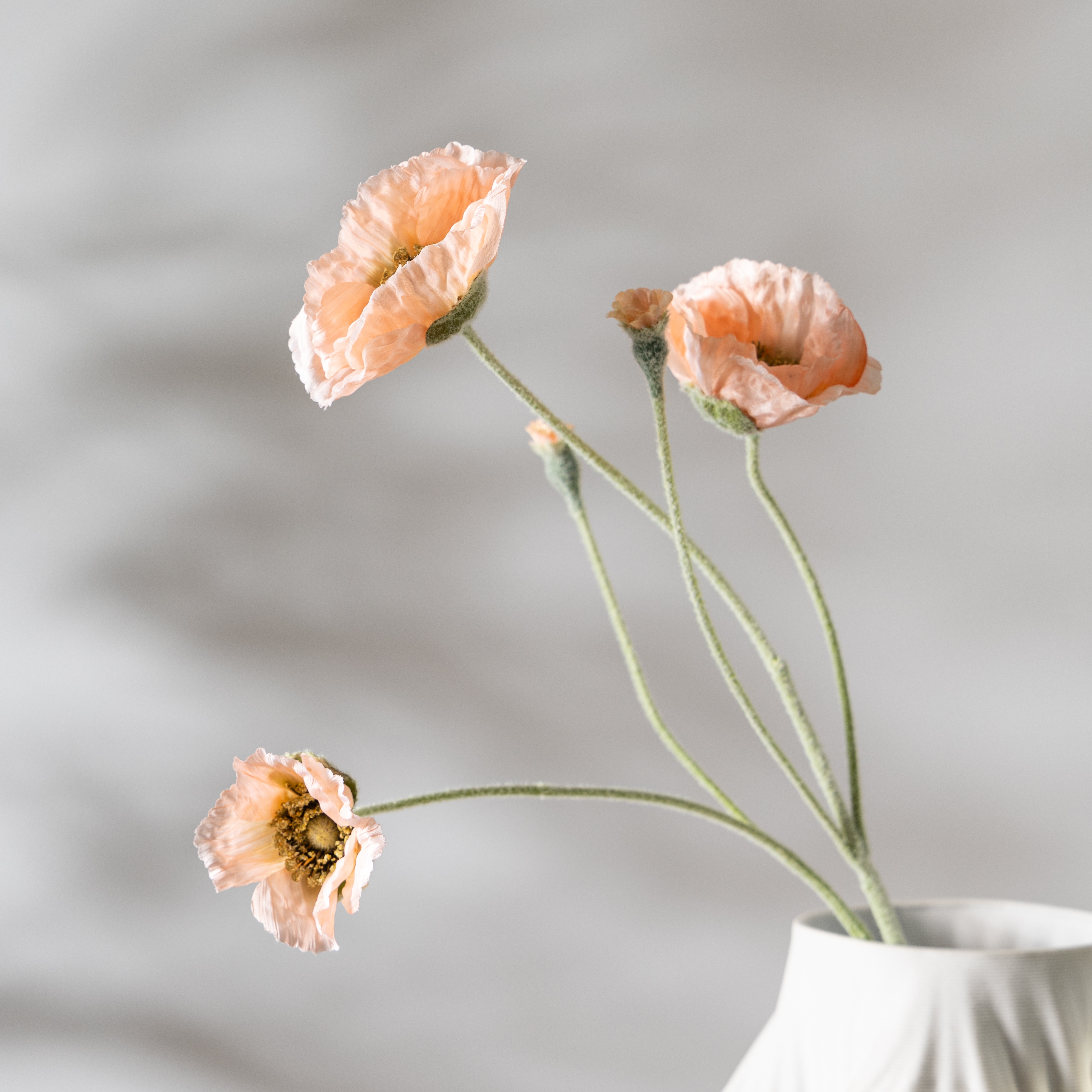 Poudre de corail