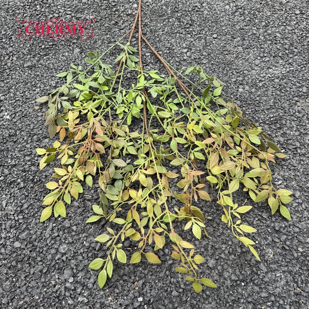 #10 Plantes Nandina Vertes - 110cm