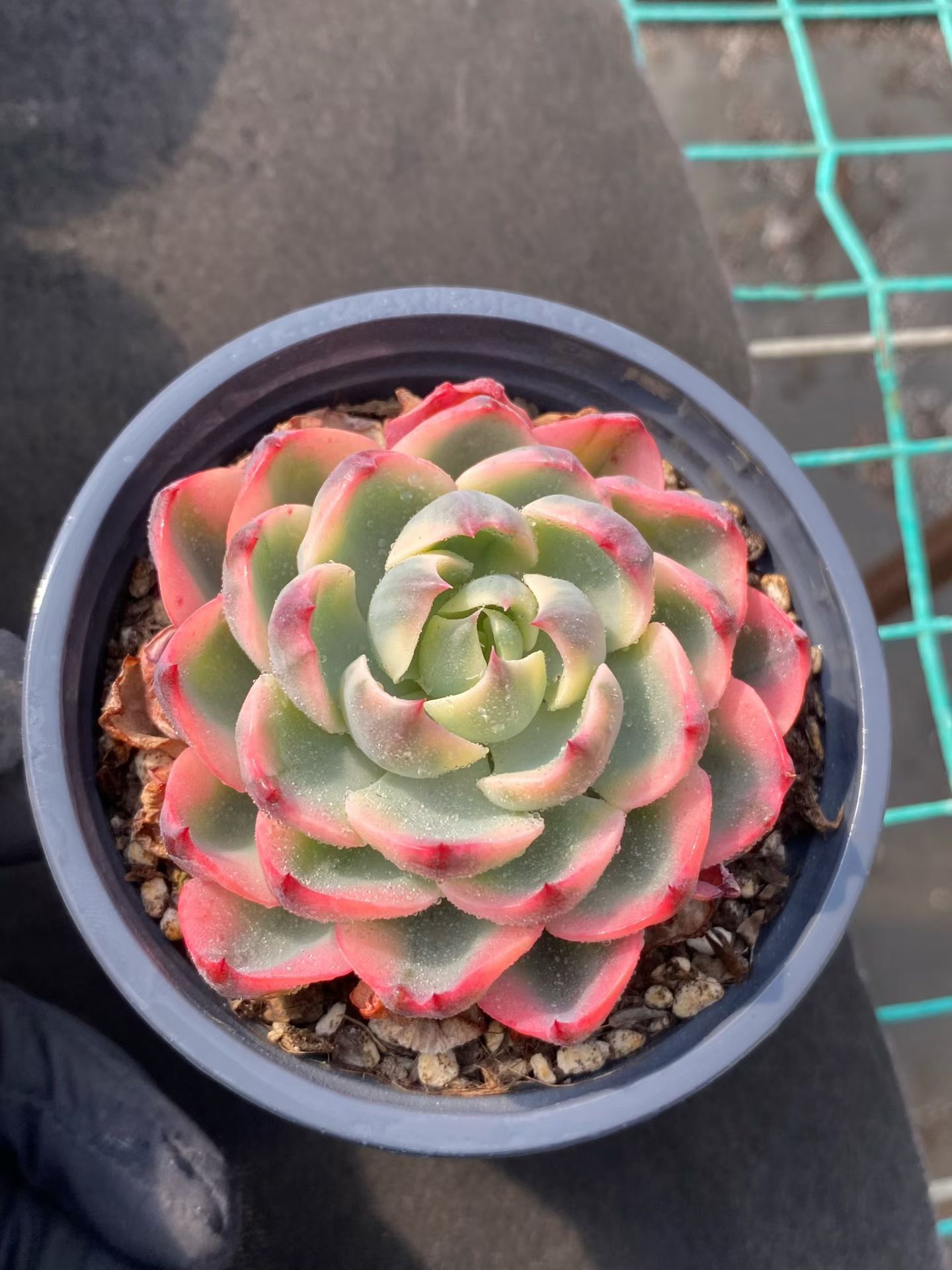 colorful