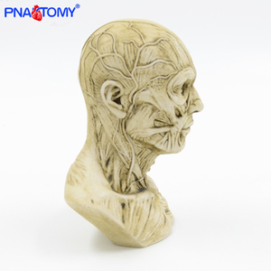Mini insan kafası modeli kasları - Product Image 4