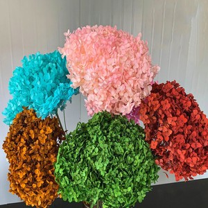 DIY Materials Factory Direct Sales Ins Style Real Touch Preserved Anna <strong>Hydrangea</strong> Flower Dried Preserved <strong>Hydrangea</strong> With Stem - Product Image 4