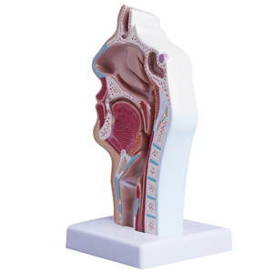 İnsan burun anatomisi modeli kulak burun boğaz tıbbi Model beyin burun ağız burun yapısı doku modeli - Product Image 5