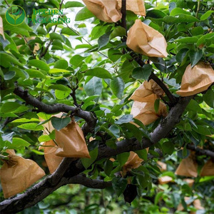 Grapes Paper Cover Protection Fruit Bag Mango in Bangladesh - Product Image 2