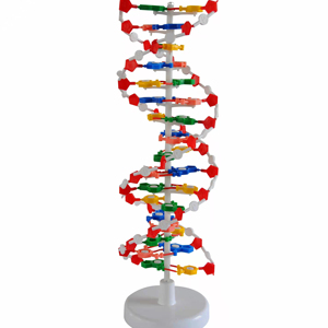 DNA çift sarmal yapı modeli insan genetik yapısının tıbbi modeli - Product Image 1