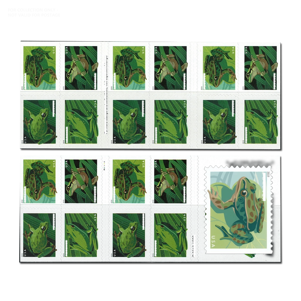 Grenouilles blanches Y51 2019