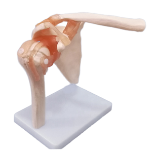 <strong>Medica</strong> Life-Size Human Anatomical Skeleton Model with Shoulder Joint for Demostration Use - Product Image 2