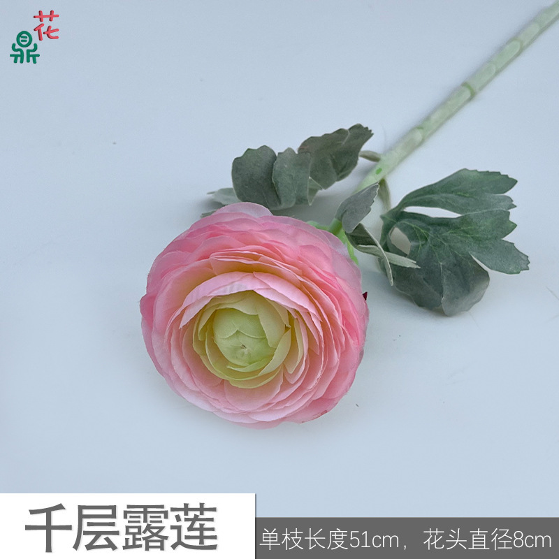 Thousand Layer Dew Lotus MHHC 2 Rose clair