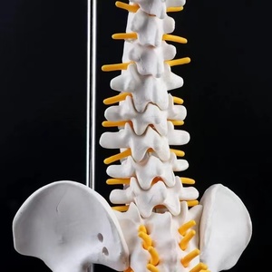 SCIENSMED Anatomical Model Lumbar Cervical Vertebra with <strong>Nerve</strong> - Product Image 5