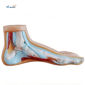 Bilim anatomisi modelleri normal düz ve kemerli ayak anatomisi modeli İnsan vücudu anatomisi 3d model beyin biyoloji için - Product Image 4