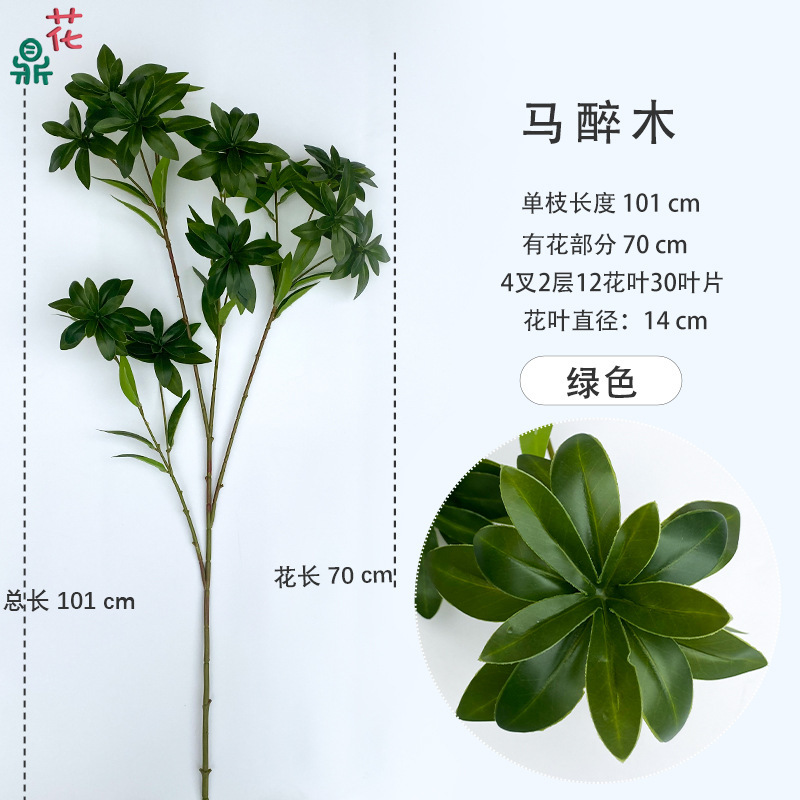 Pieris japonica - Vert