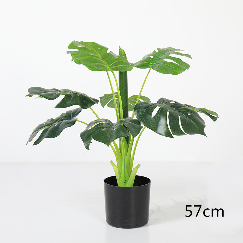 Monstera 57cm