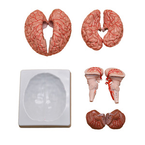 Anatomie modell des menschlichen Gehirns mit zerebralen Blutgefäßen, Arterien und Position ierungs funktion