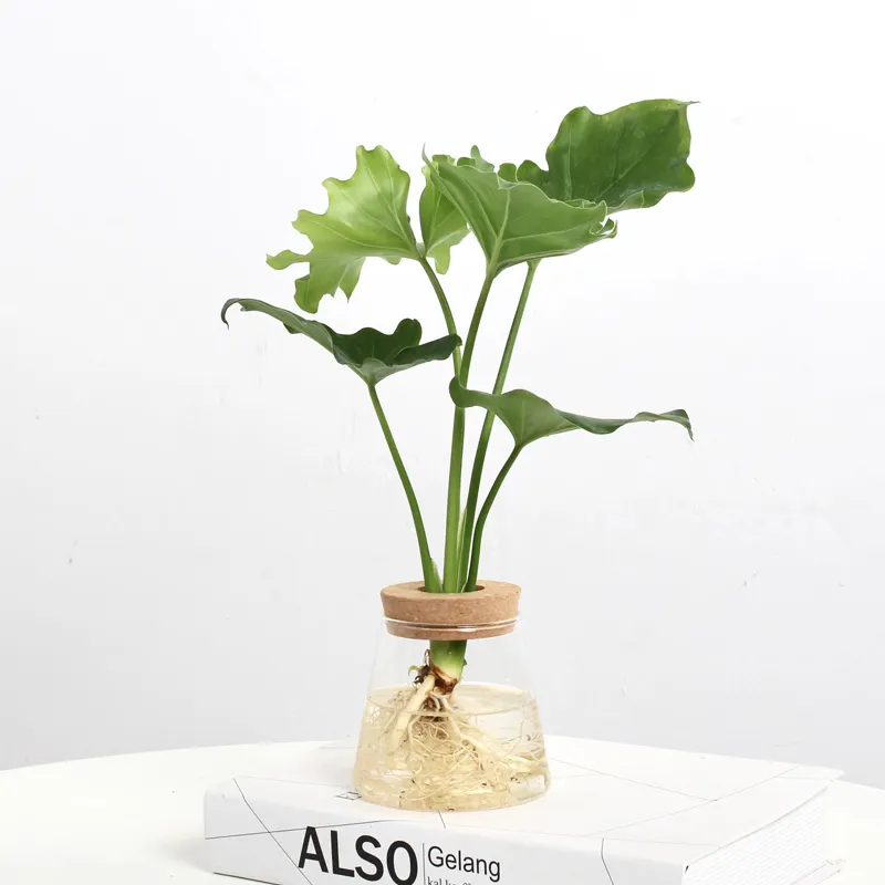 Piccoli Mini vasi di fiori decorativi terrario di piante di vetro per la decorazione domestica