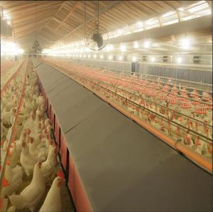 Construção barata Estrutura De Aço Galpão De Aves Fazenda Frango Casa Para Venda Casa De Frango De Ovo Comercial