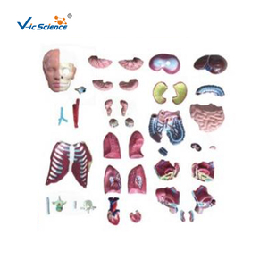 40 Parts Dual Sex Life Size Torso with Open <strong>Back</strong> <strong>Human</strong> Torso Model Without Head Sexless <strong>Human</strong> Torso - Product Image 3
