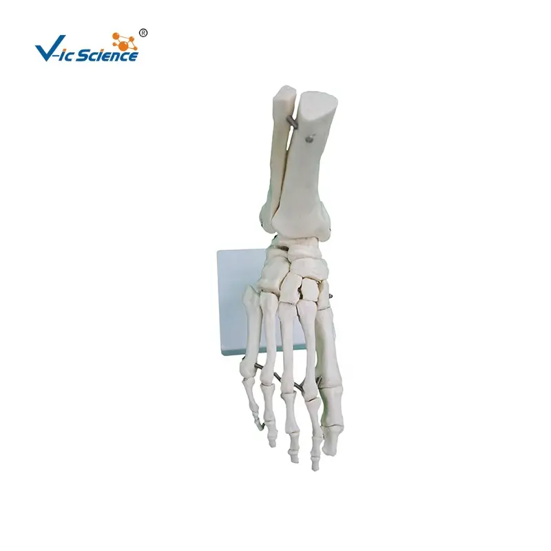 human bones skeleton Foot Skeleton With Ankle