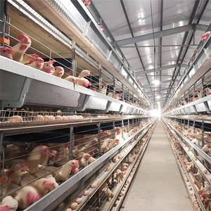 A-<strong>shaped</strong> <strong>Chicken</strong> Battery Layer Poultry Farm Equipment <strong>Chicken</strong> Cage Poultry Equipment <strong>Chicken</strong> Farming Automatic Cage - Product Image 4