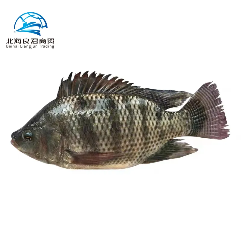Wholesale advanced original Tilapia fish raw materials Export frozen Seafood Gutted and Scaled whole Round Tilapia 750-950g