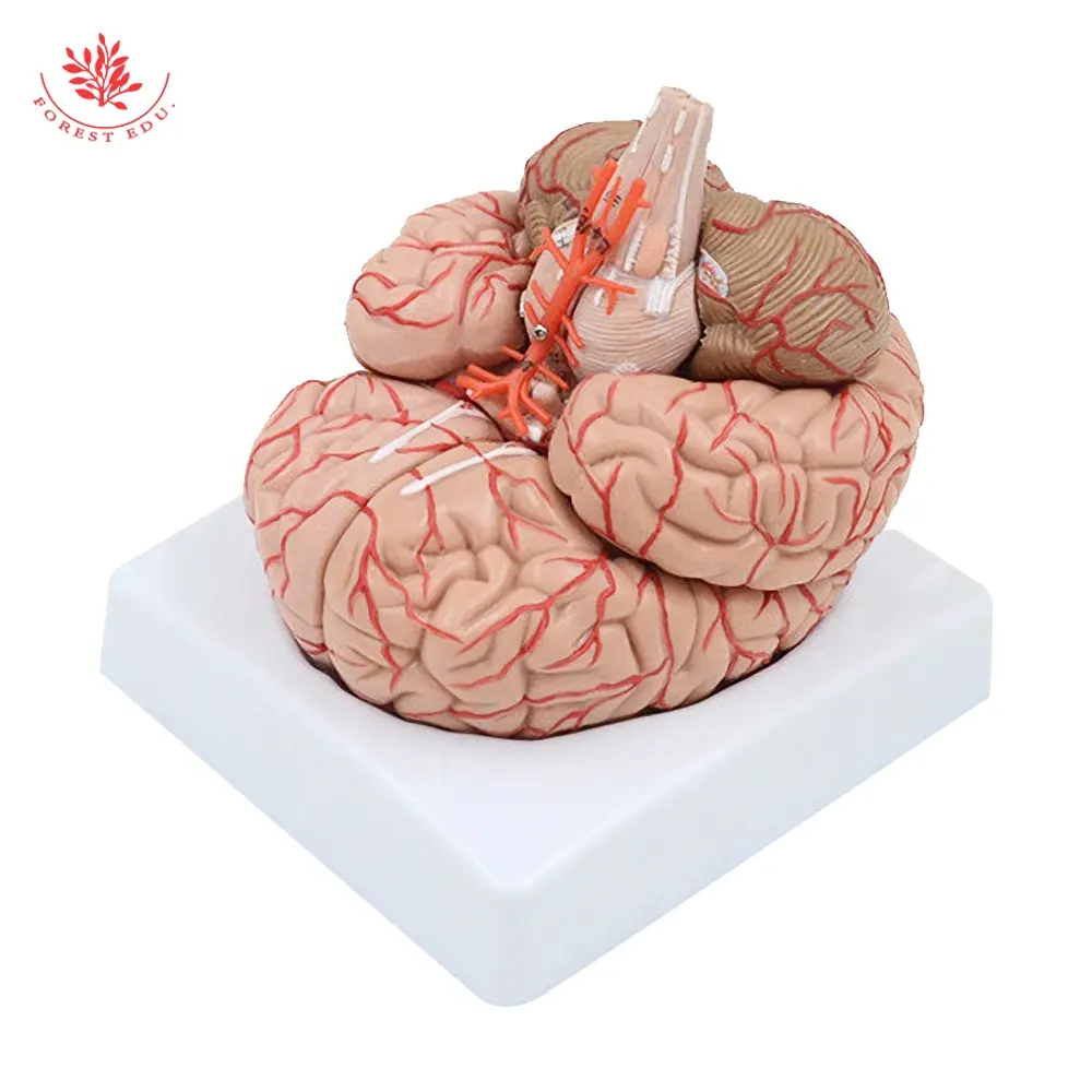 Modello reale del modello del cervello del cervello della foresta modello anatomico staccabile 9 parti delle arterie cerebrali