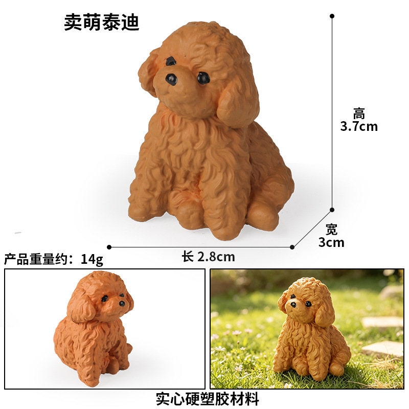 coloré 3836 Vente de chiens Teddy mignons