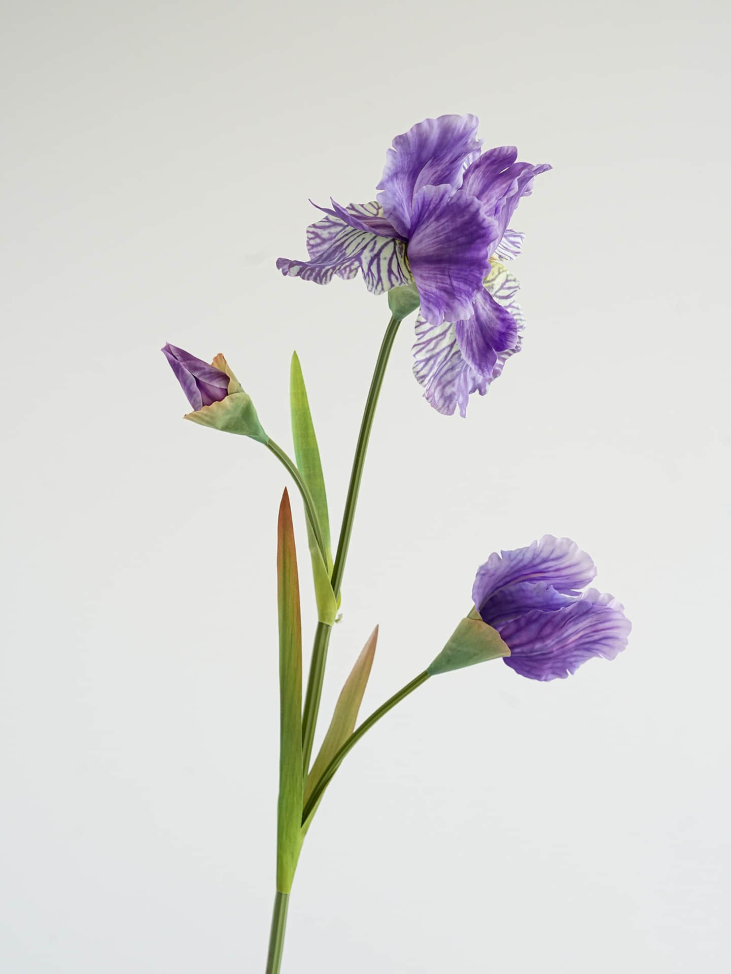Pourpre clair