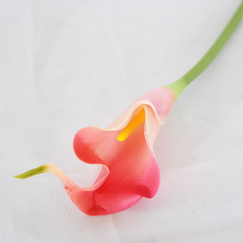 rose rouge23#