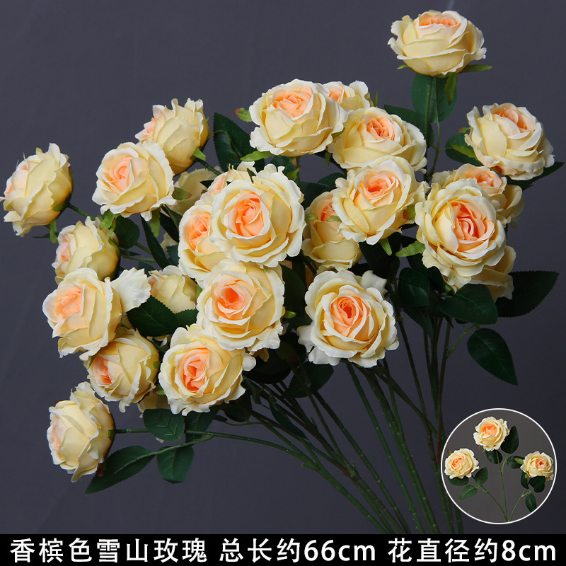 Champagne-colored Snow Mountain Rose