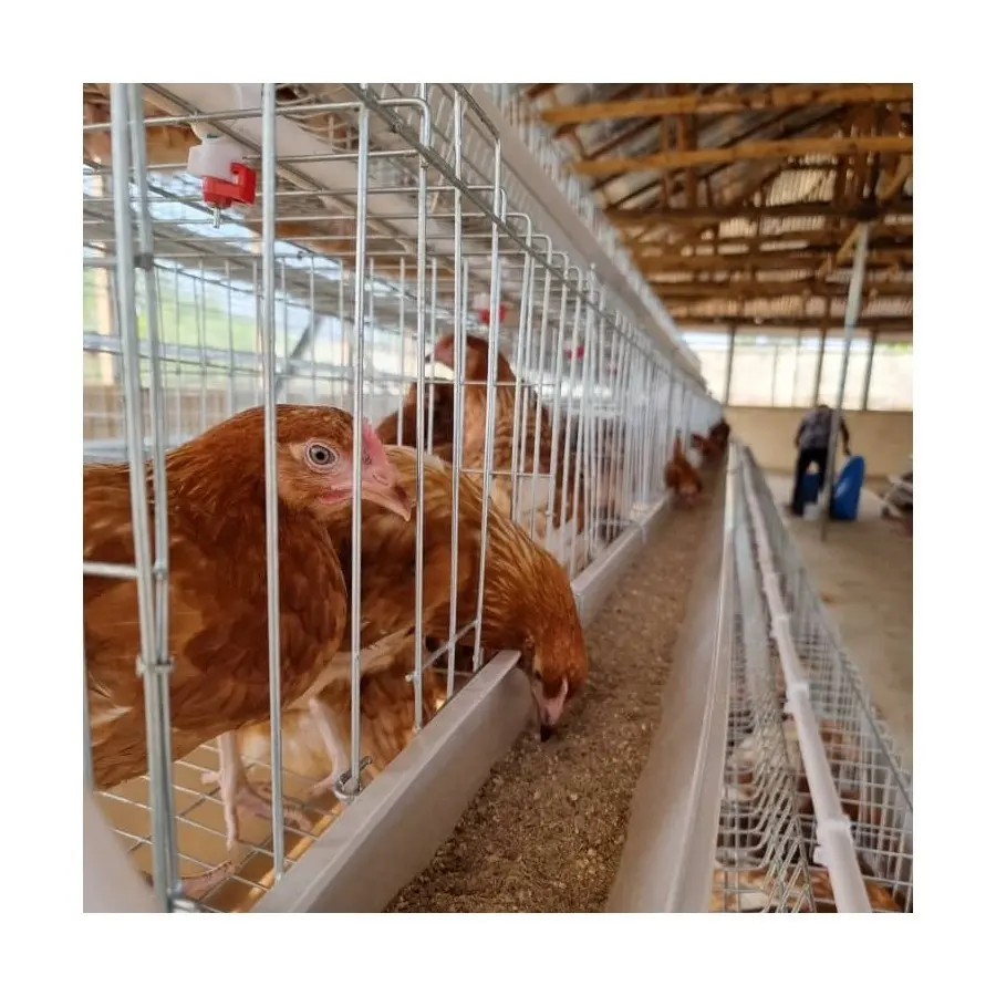 Sistema de jaula para granja de aves de corral, jaula de huevos, venta en África