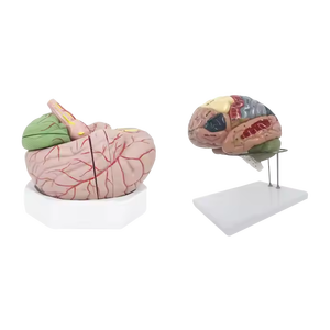 ADA PVC ingrandito modello cervello distribuzione arteria cerebrale funzione di localizzazione della corteccia cerebrale scienza medica scienza medica - Product Image 1
