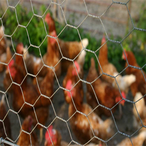 Factory Direct Großhandel sechseckige Draht geflecht Geflügelfarm Netz Grill age für Cloture Hühner boden Mesh - Product Image 5