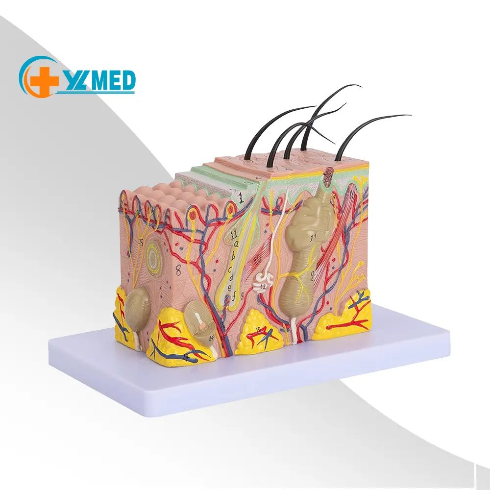 皮膚解剖学モデル皮膚層解剖学モデル科学研究または患者教育のための35X拡大解剖学的皮膚モデル