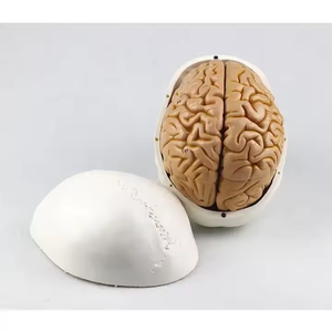 医学人間の成人サイズの解剖学モデル8部頭蓋骨モデル人間の脳モデルデモンストレーション教材 - Product Image 4