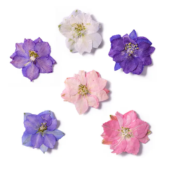 Vraies fleurs séchées en Delphinium larksperon pour résine, fleurs séchées pour moules à bijoux DIY