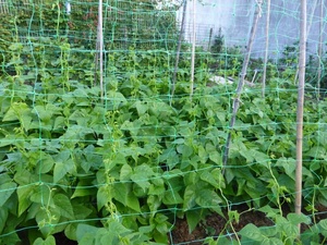プラスチックポリプロピレントレリスサポート植物クライミングネット野菜サポートネット植物サポートトレリスネット - Product Image 2