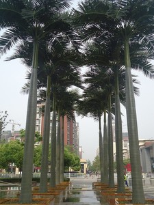 Personalizzazione palma da cocco artificiale per Hotel a 5 stelle Villa progetto di ingegneria giardino paesaggio Design alberi da 1-15 metri