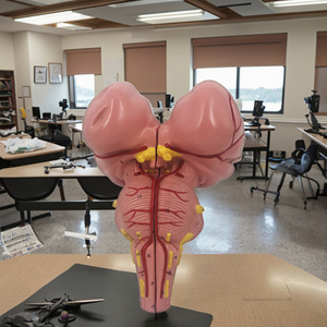 3X PVC Anatomical <strong>Human</strong> Skeleton Model Brainstem Medical Science Model