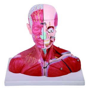 Medical Science Head and Neck Muscles Blood Vessels and <strong>Nerves</strong> with Brain - Product Image 1