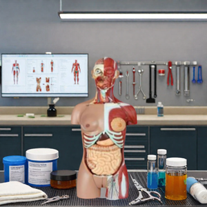 DARHMMY 85 cm <strong>Deluxe</strong> <strong>Human</strong> Muscular Hermaphrodite Torso With 28 Parts Medical Science Product - Product Image 6